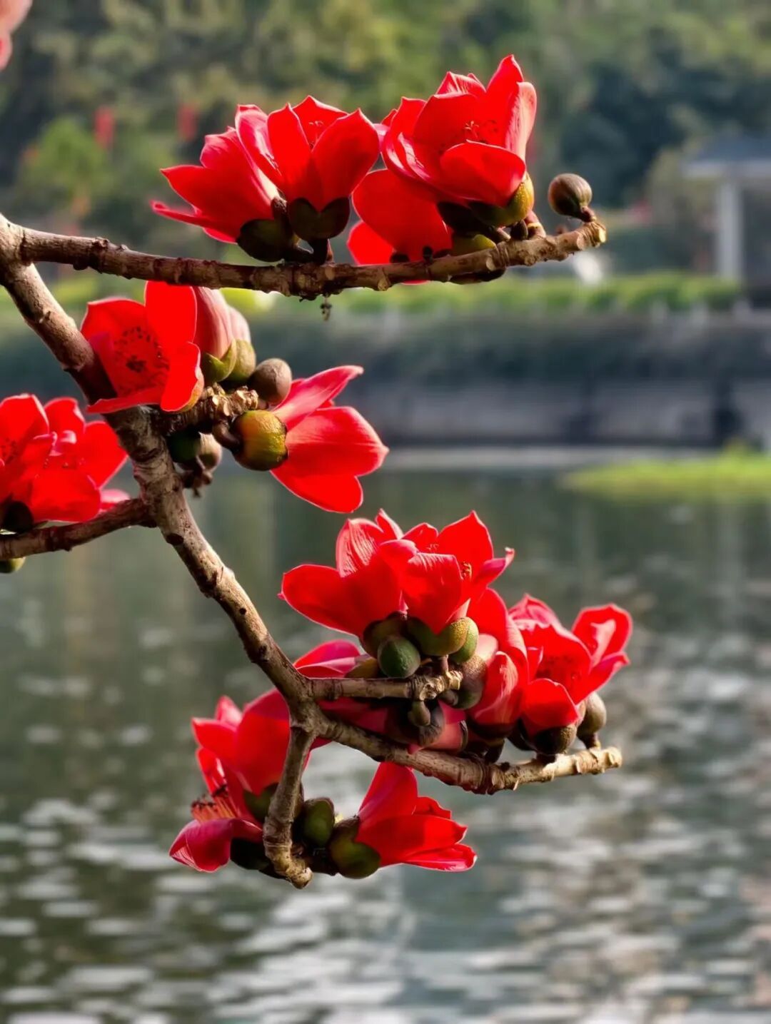 广东人的春天，怎么能少了一碗木棉花汤